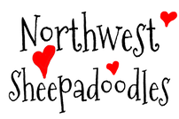 NORTHWEST SHEEPADOODLES